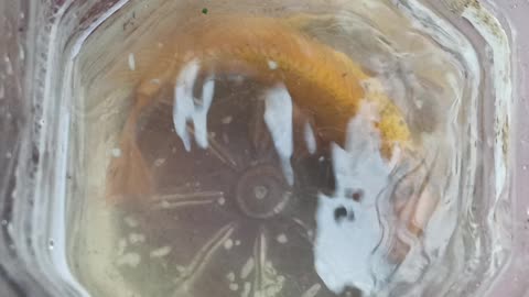 A beautiful and mysterious fish has been found