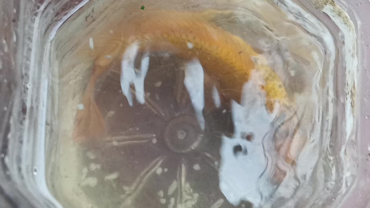 A beautiful and mysterious fish has been found