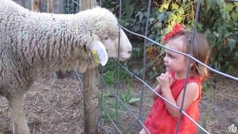 Funny animals on video