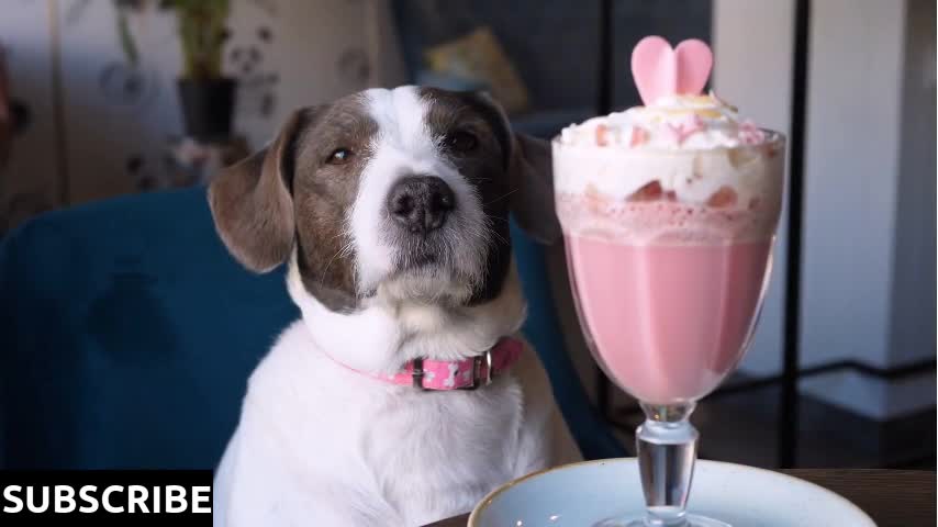 Funny Dog Sitting In Café With Pink Latte