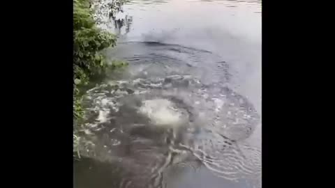 Monkey Diving