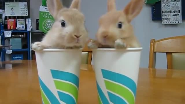 2 Rabbits 2 Cups cute videos