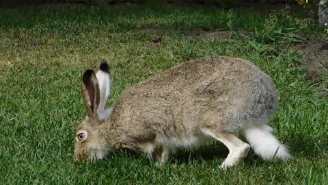 Rabbit Feeding On Grass