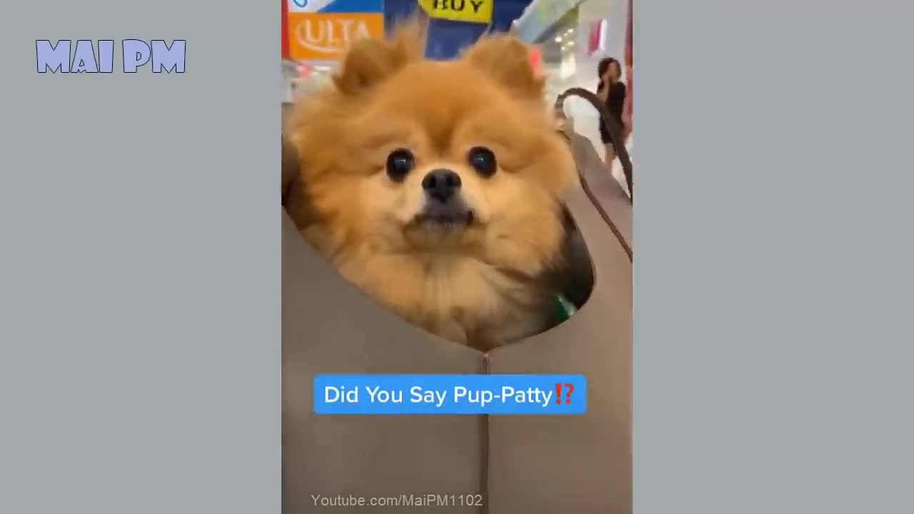 Funny Dog Videos It is time to laugh