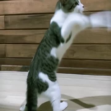 Fanny Cat Video And Cute Cat Video
