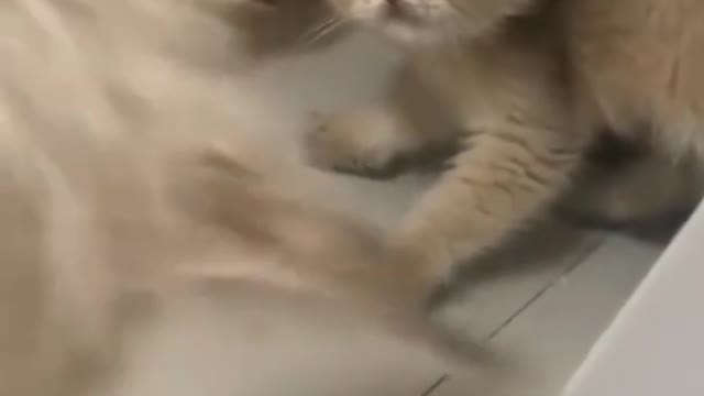 Cut cat funny videos πΊπ cat videos πΊ Funny moment