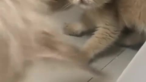 Cut cat funny videos 😺😂 cat videos 😺 Funny moment