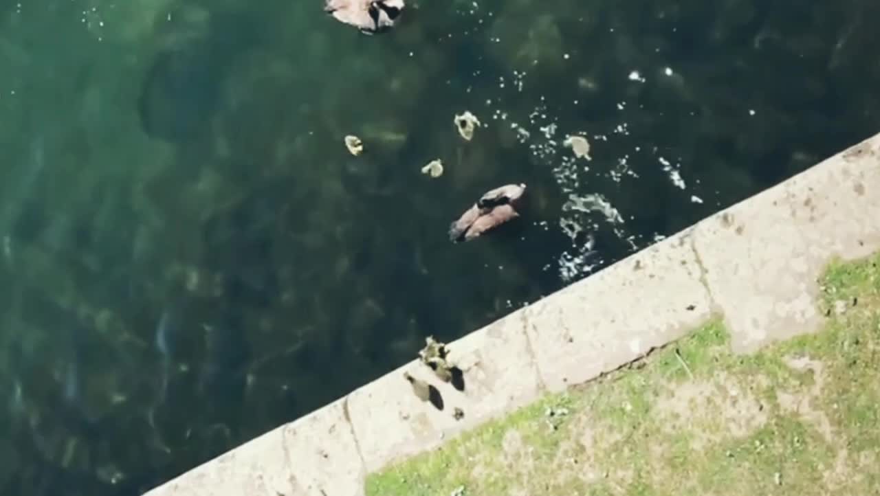 fun for the family of animals