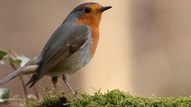 Cute Birds
