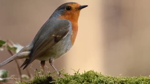 Cute Birds