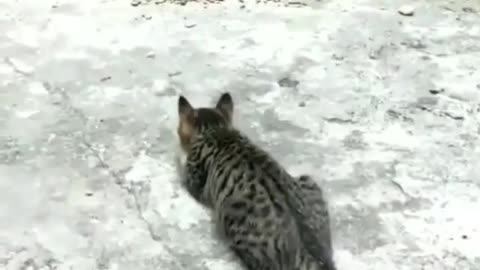 Cat catching the chicken