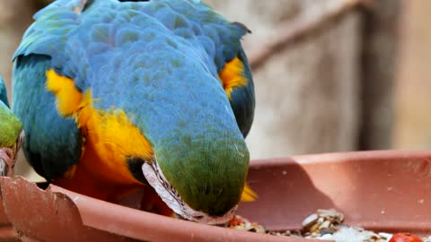 Funny cuty parrot🦜🦜🦜🦜🦜