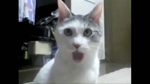 The OMG Cat