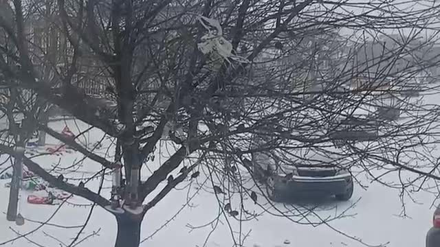 Birds in the snow-covered tree