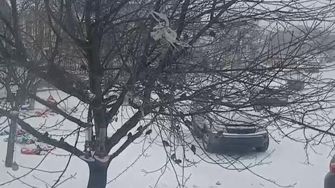 Birds in the snow-covered tree