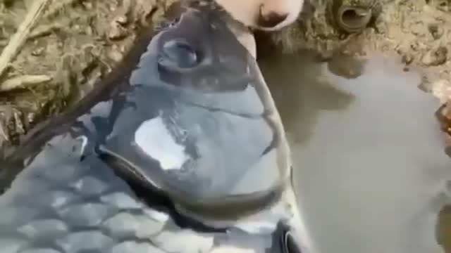 Dog save fish