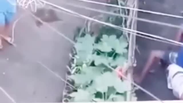 two neighbours fighting with each others with a machete