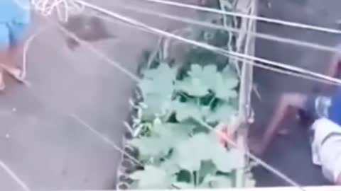 two neighbours fighting with each others with a machete