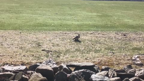 American Goshawk