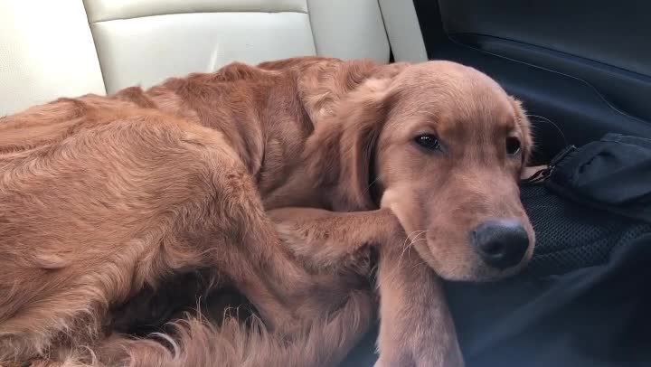 Puppy sneaks medicated food and can't stay awake