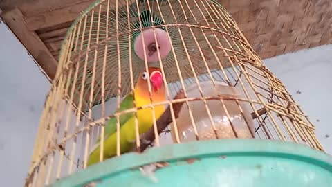 Green lovebird doesn't want to sing