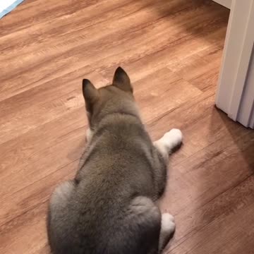 kitten and puppy argue