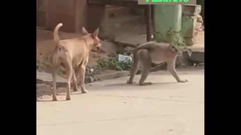 Dog VS Monkey | Funny Cute Dog Video