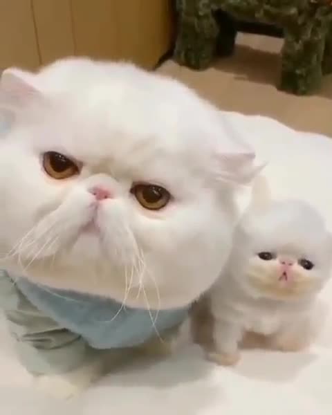 Gatinhos Tal pai , tal filho