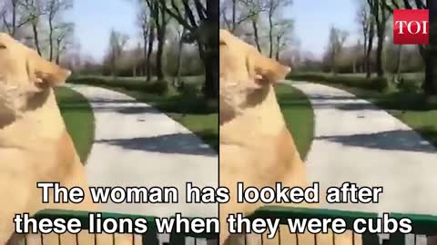 The Lion duo reaction when reunited with their former caretaker You've Been Waiting For