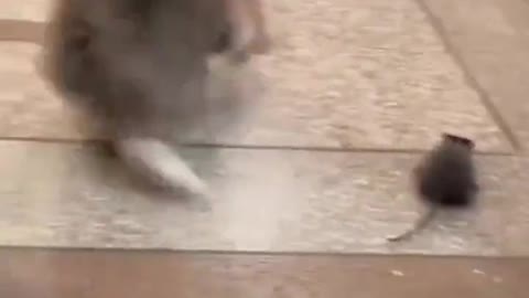 Funny cat running from rat replica