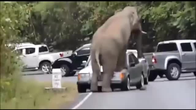 Elephant Attack Vehicles