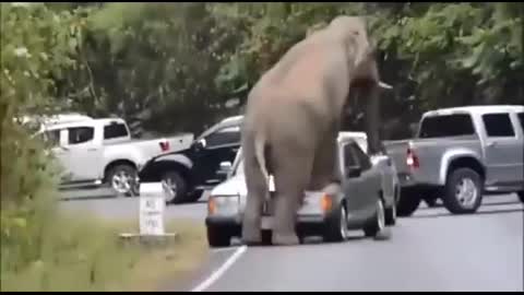 Elephant Attack Vehicles