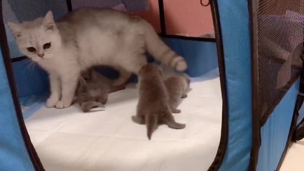 Cute cat family