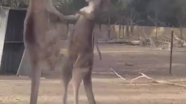 Watch Kangaroo fighting.