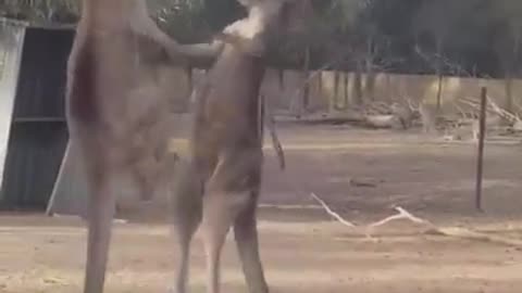 Watch Kangaroo fighting.