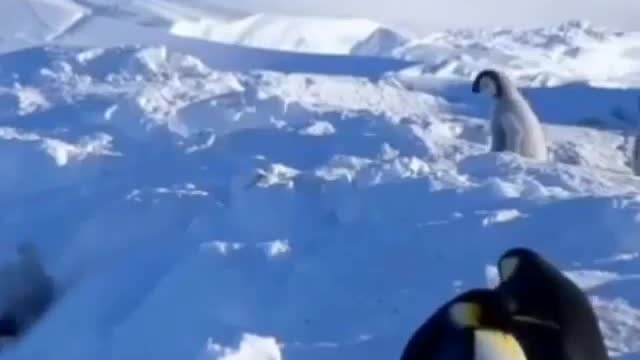 little cute penguin