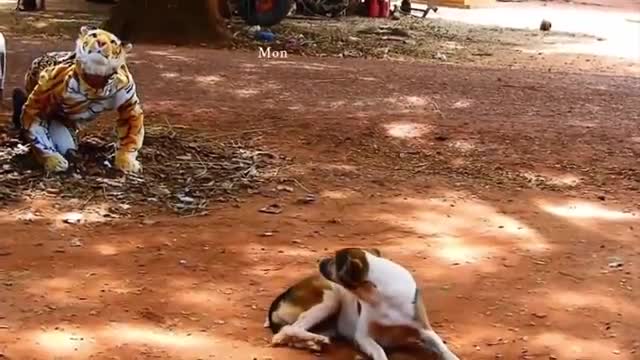 FAKE Tiger Prank on Dog | Prank Gone wrong | Poor Dog !!!