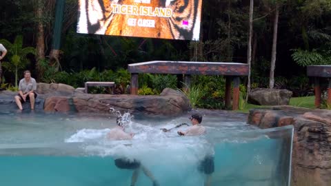 Dreamworld Tiger Island - Tigers playing