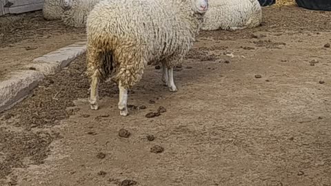 Chill sheep stand arround.