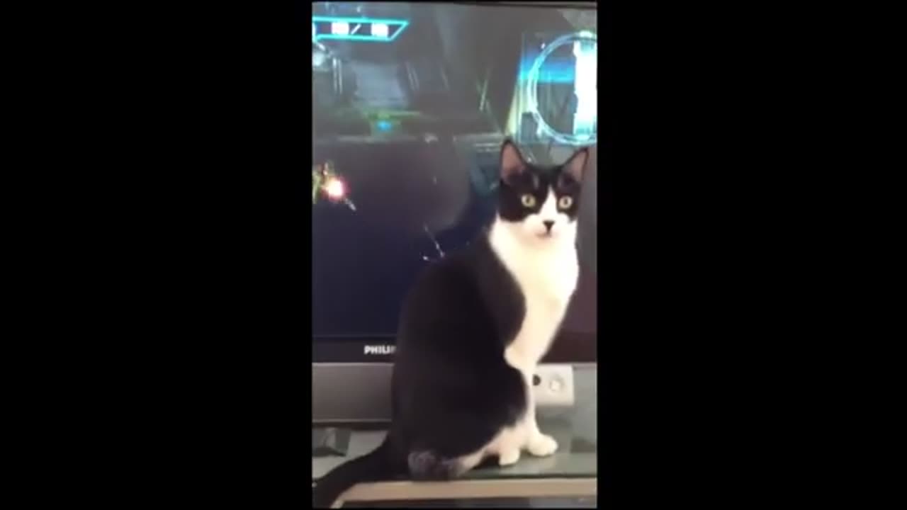 funny animal