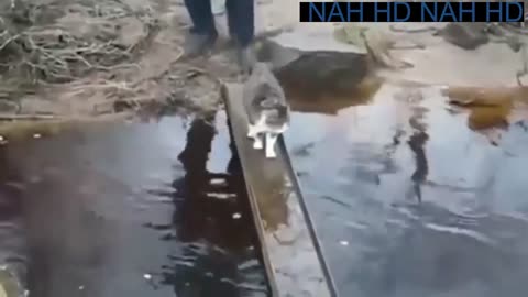 PETS FUNNY MOMENT IS COME BACK NEXT PARTY