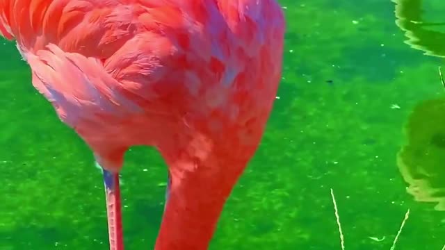 Flamingo