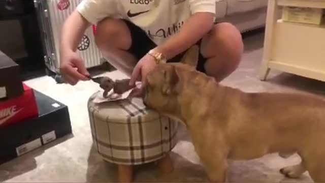 Funny Dog Reaction to Cutting Dog Cake Funny Dog Cake Compilation