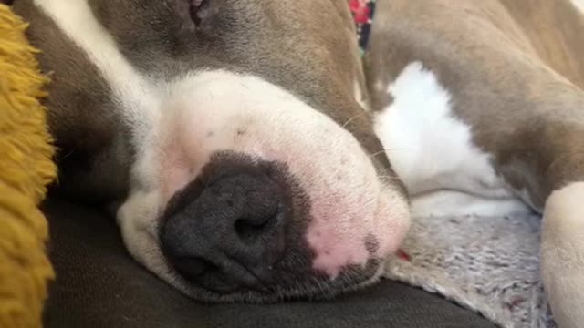 Sleeping pit bull has extremely vivid dream