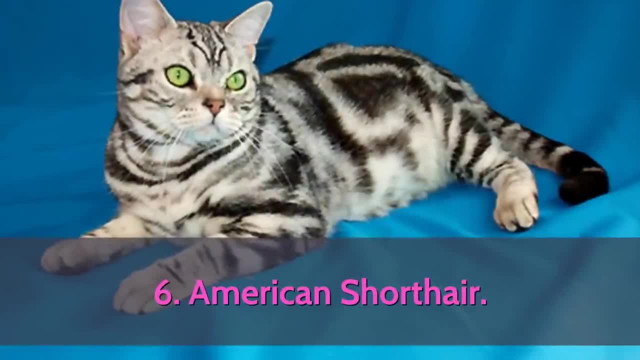 🐈 All Cat Breeds A-Z With Pictures! (all 98 breeds in the world)