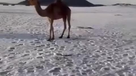 Voici le sable du Sahara