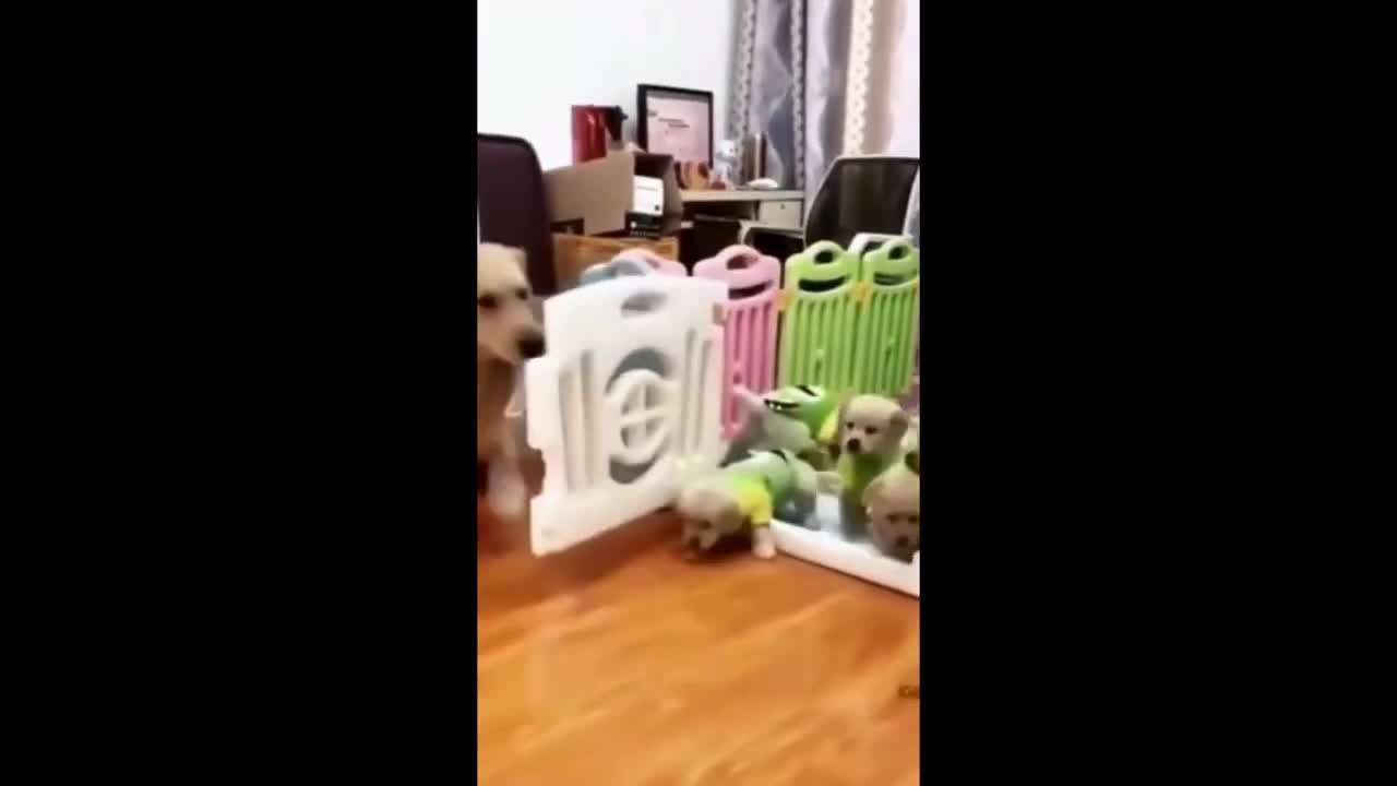 funny dog video compilation