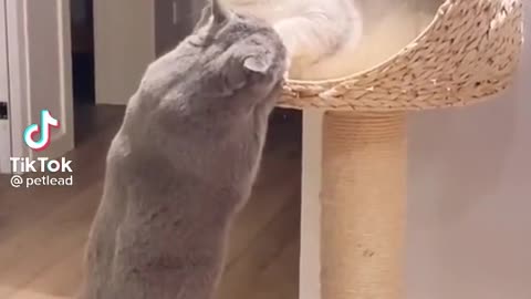 Brave cats