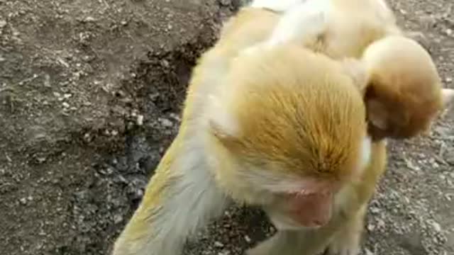 Funny Monkey Videos - A Funny Monkeys Compilation 2022