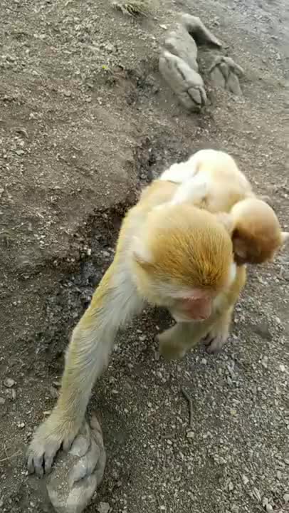 Funny Monkey Videos - A Funny Monkeys Compilation 2022